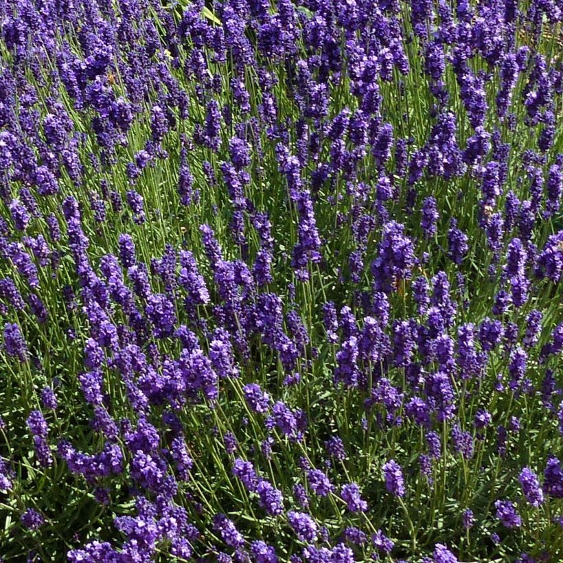 Lavandula angustifolia Hidcote - True Lavender (Flowering)