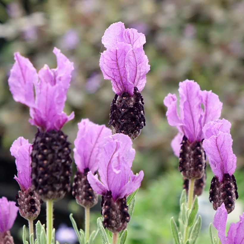 Lavandula stoechas Magical Posy Purple - French Lavender (Flowering)