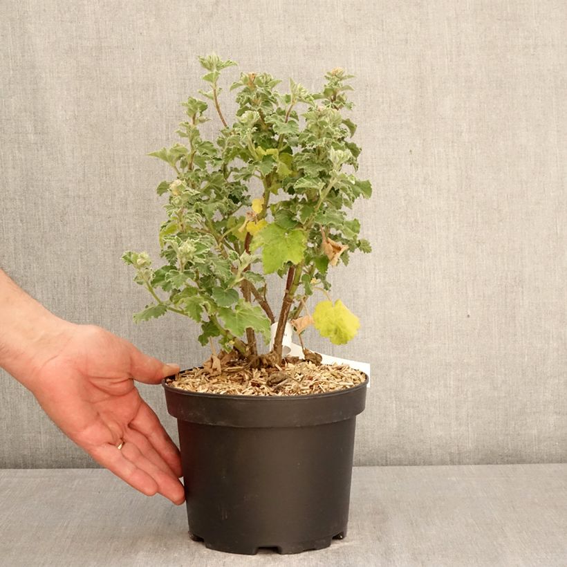Lavatera CHAMALLOW - Tree mallow 3L/4L pot sample as delivered in spring