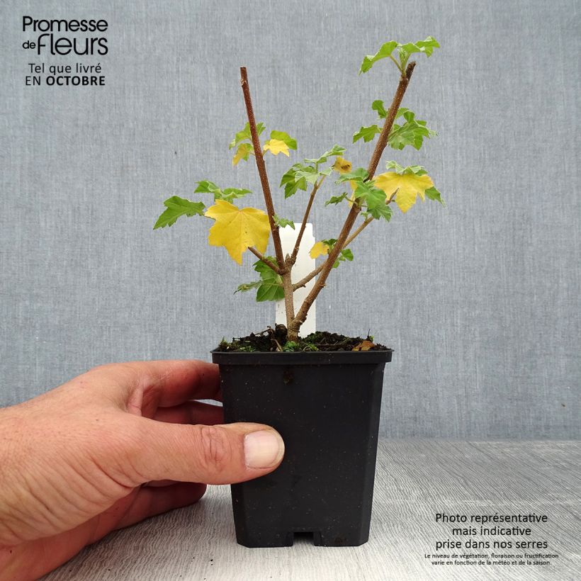 Lavatera maritima - Tree Mallow 8/9 cm pot sample as delivered in autumn
