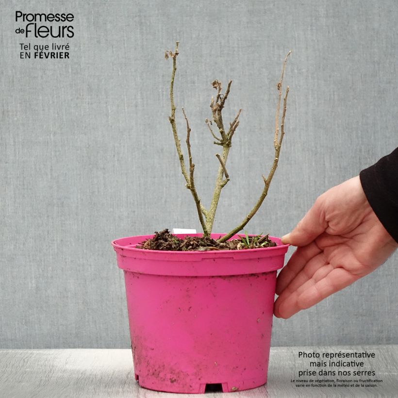 Malva subovata Princesse de Ligne - Mallow 3L/4L pot sample as delivered in winter
