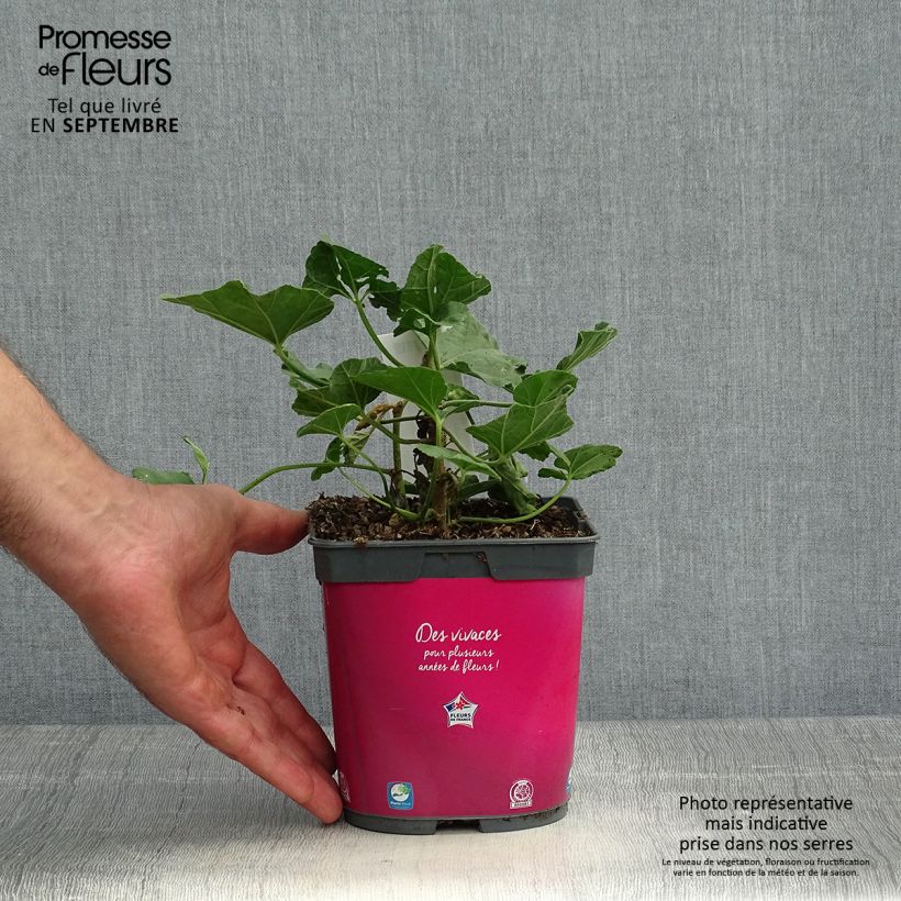 Lavatera olbia Rosea - Tree Mallow 2L/3L pot sample as delivered in autumn