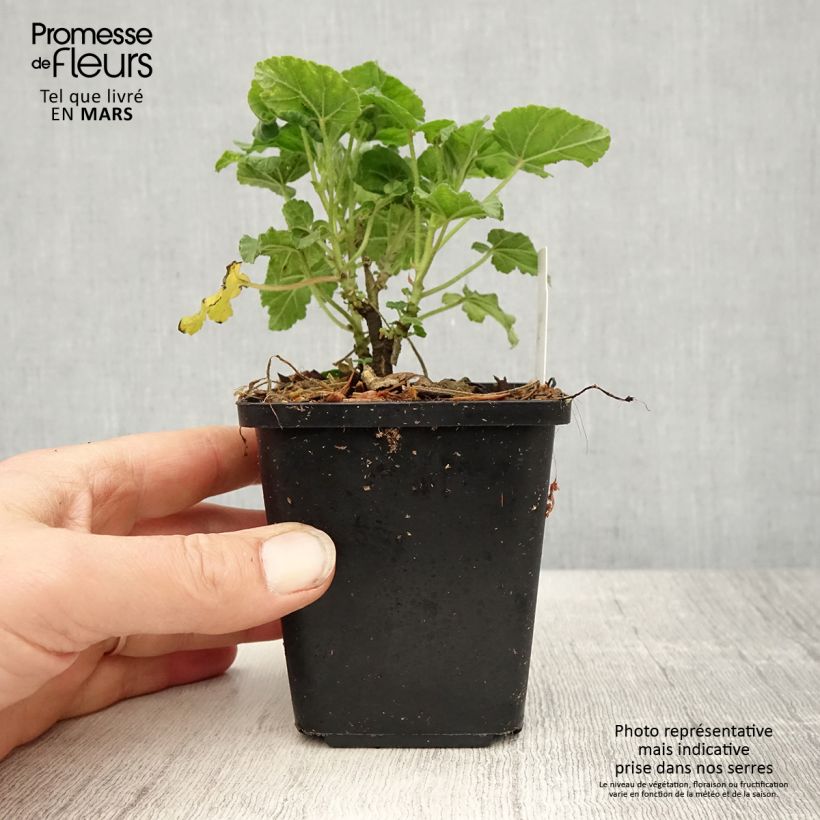 Lavatera Burgundy Wine - Tree Mallow 8/9 cm pot sample as delivered in spring