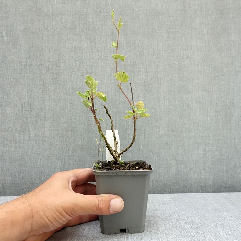 Lavatera Burgundy Wine - Tree Mallow 8/9 cm pot sample as delivered in summer