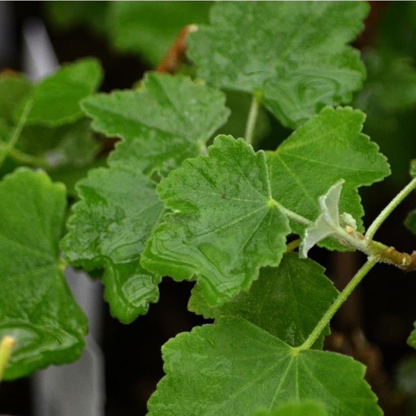 Lavatera maritima Bicolour - Tree Mallow (Foliage)