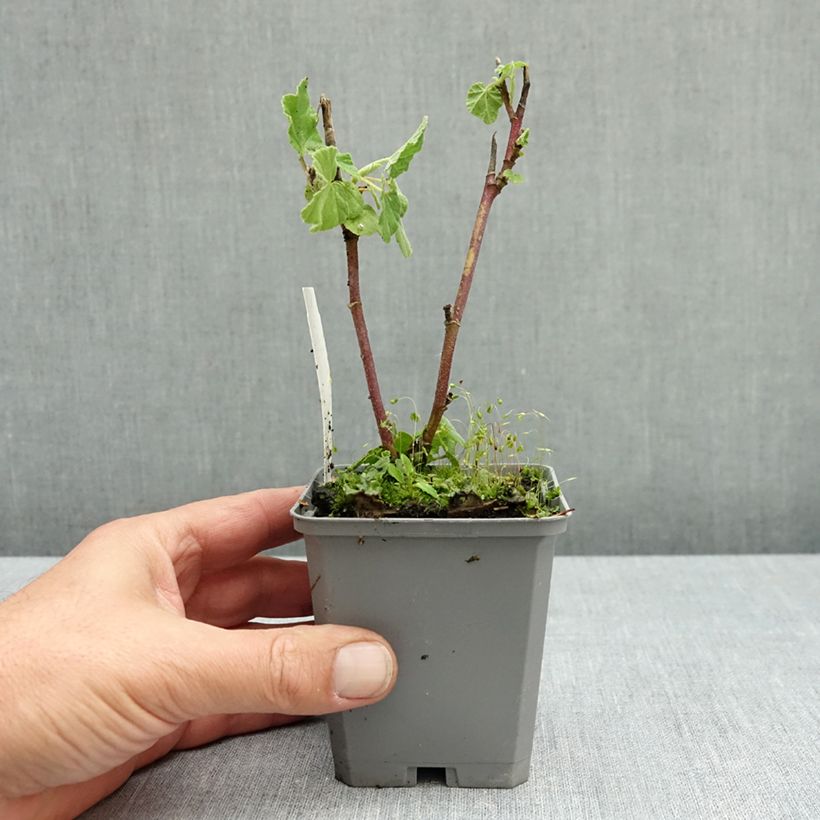 Lavatera thuringiaca Bredon Springs - Tree Mallow 8/9 cm pot sample as delivered in autumn