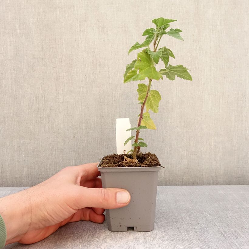 Lavatera thuringiaca Bredon Springs - Tree Mallow 8/9 cm pot sample as delivered in winter