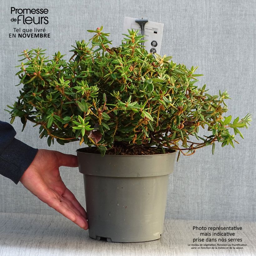 Rhododendron groenlandicum Helma 2L/3L pot sample as delivered in autumn