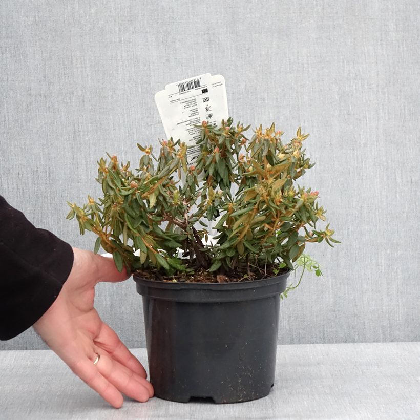 Rhododendron groenlandicum Compactum 2L/3L pot sample as delivered in winter
