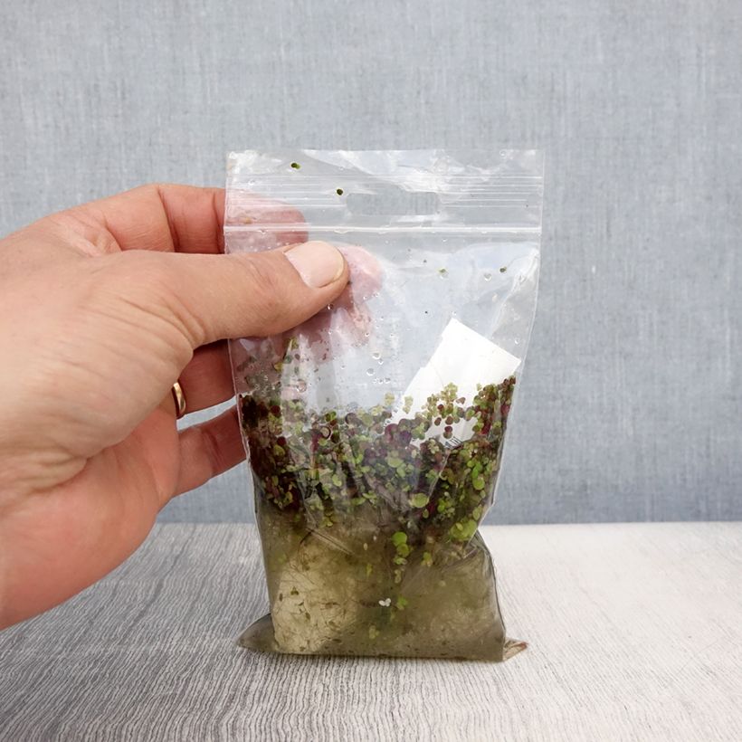 Spirodela polyrhiza - Duckweed Bare root sample as delivered in spring