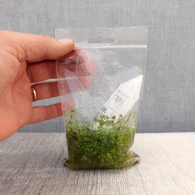 Lemna minor - Common Duckweed Bare root sample as delivered in spring