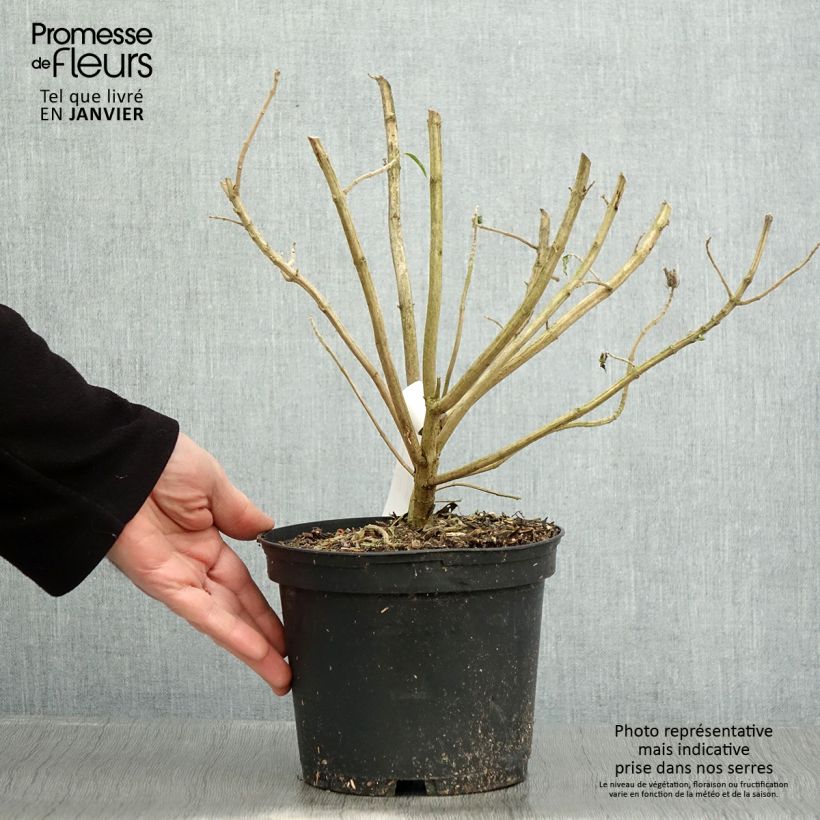 Leonotis leonurus 3L/4L pot sample as delivered in winter