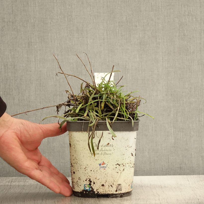 Leontopodium alpinum Blossom of Snow - Edelweiss 2L/3L pot sample as delivered in autumn