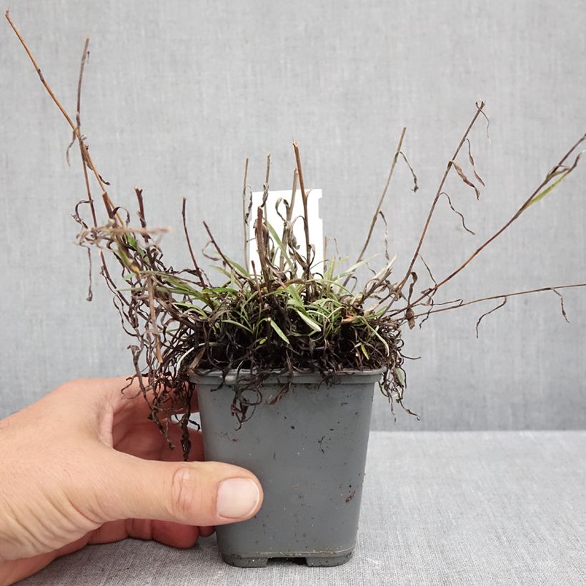 Leontopodium alpinum Mont Blanc - Edelweiss 8/9 cm pot sample as delivered in autumn