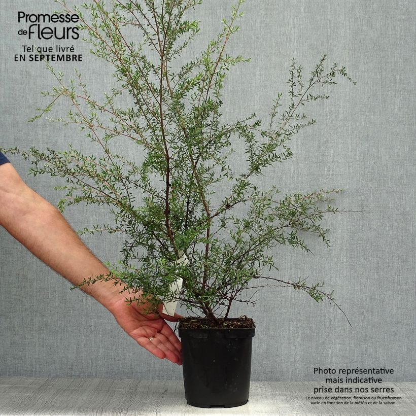 Leptospermum scoparium Coral candy - Tea-tree 2L/3L pot sample as delivered in autumn