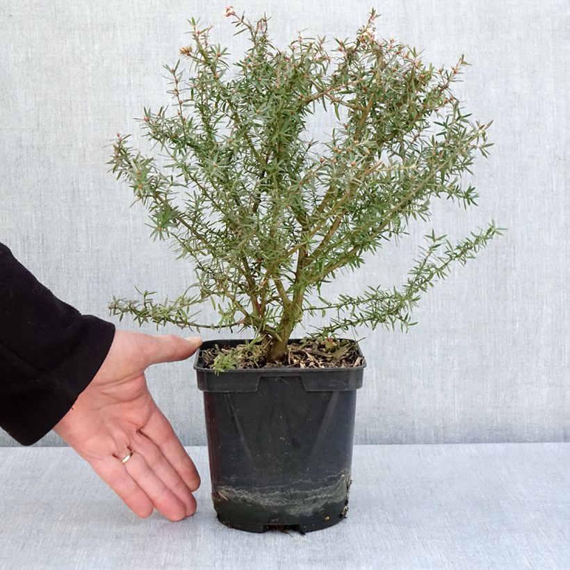 Leptospermum scoparium Apple blossom - Tea-tree 2L/3L pot sample as delivered in spring