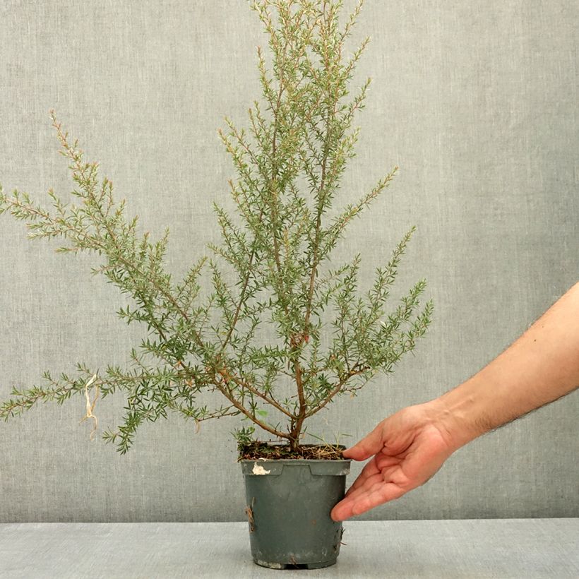 Leptospermum scoparium Apple blossom - Tea-tree 2L/3L pot sample as delivered in summer
