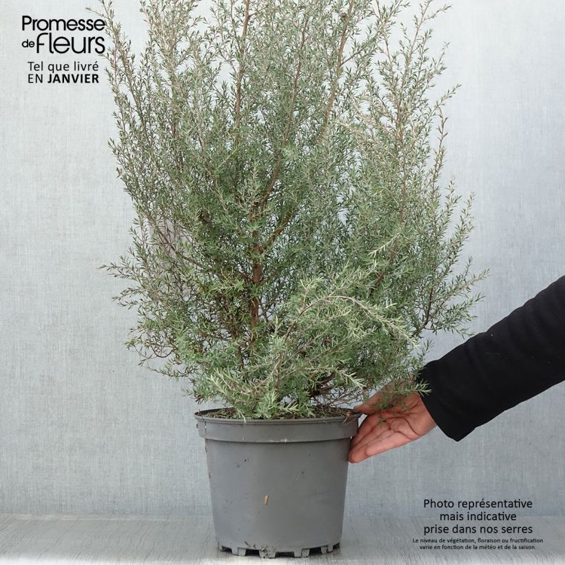 Leptospermum scoparium Martini - Tea-tree 7.5L/10L pot sample as delivered in winter