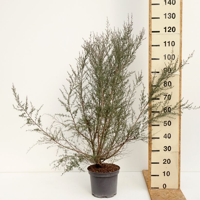 Leptospermum scoparium Martini - Tea-tree 7.5L/10L pot sample as delivered in summer