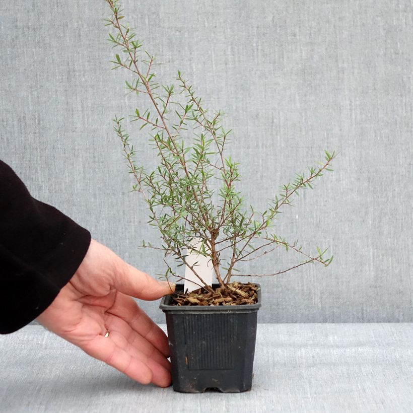 Leptospermum scoparium Snow Flurry 8/9 cm pot sample as delivered in winter