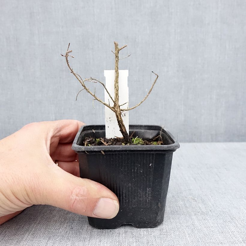 Leptospermum scoparium Snow Flurry 8/9 cm pot sample as delivered in spring