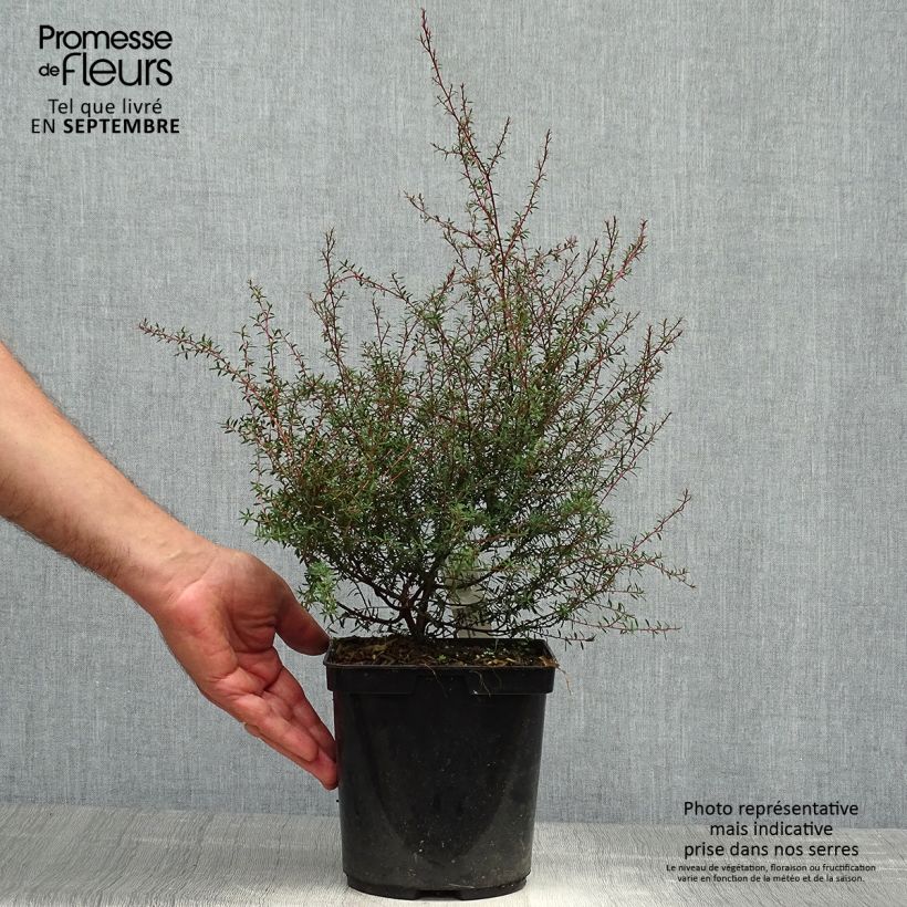 Leptospermum scoparium Wiri Kerry - Tea-tree 2L/3L pot sample as delivered in autumn