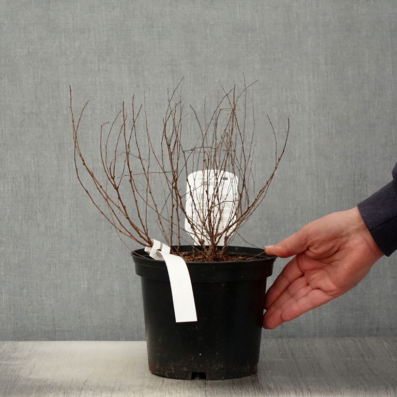 Lespedeza bicolor Yakushima 3L/4L pot sample as delivered in spring