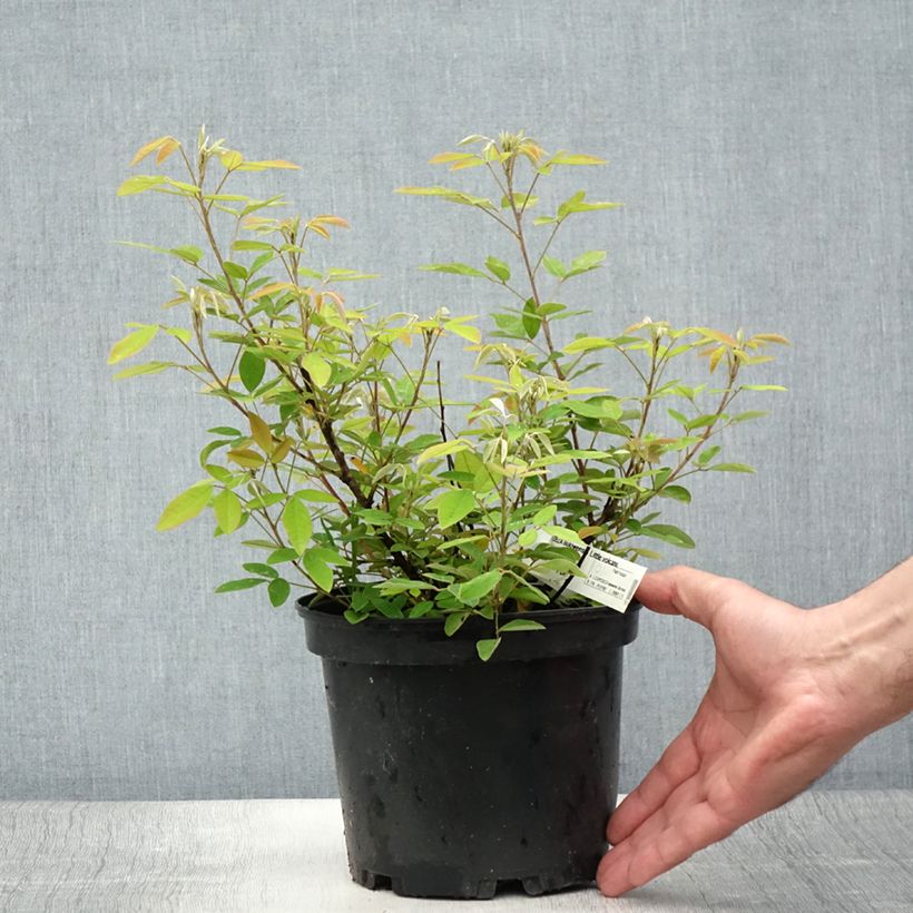 Lespedeza liukiuensis Little Volcano 3L/4L pot sample as delivered in summer