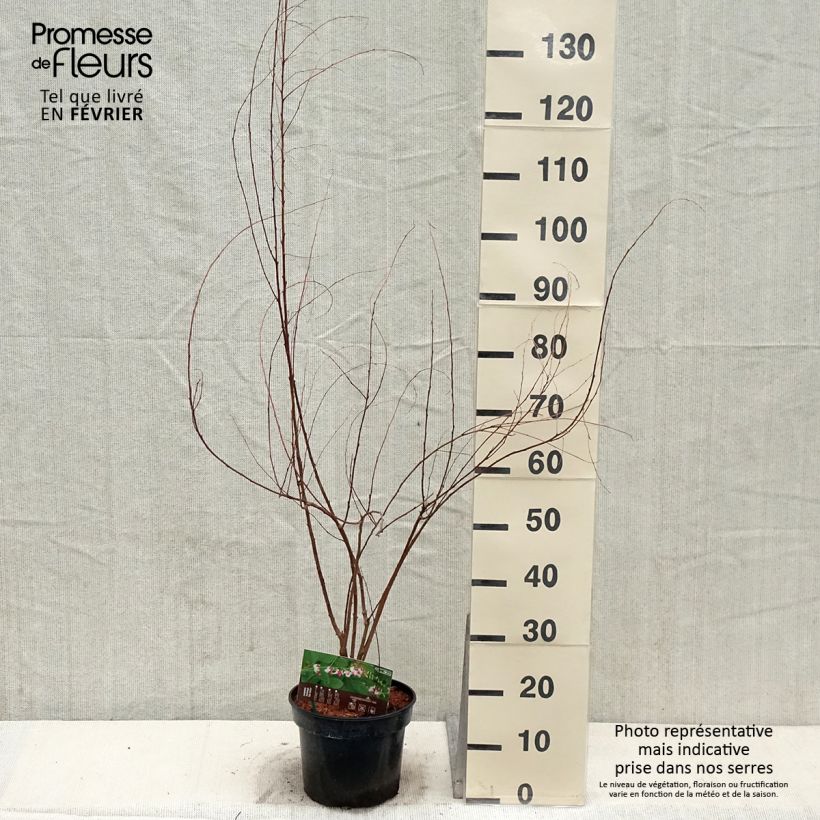 Lespedeza thunbergii Edo-Shibori 3L/4L pot sample as delivered in winter