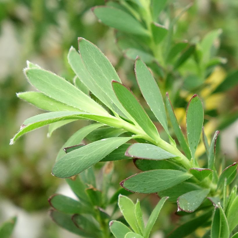Leucadendron salignum Devils Blush - Conebush (Foliage)
