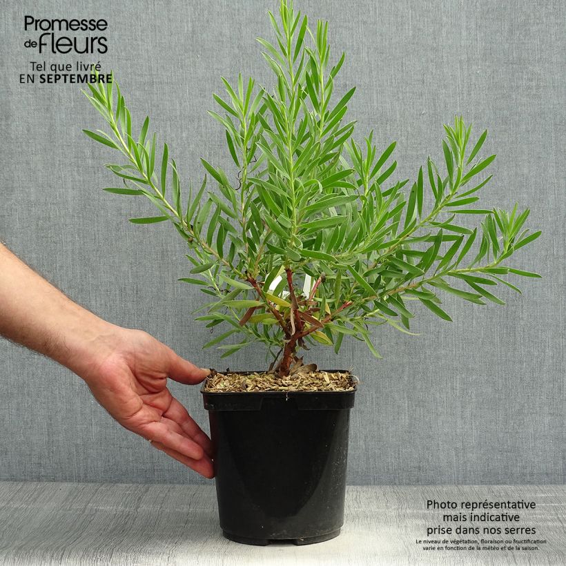 Leucadendron Inca Gold - Conebush 3L/4L pot sample as delivered in autumn