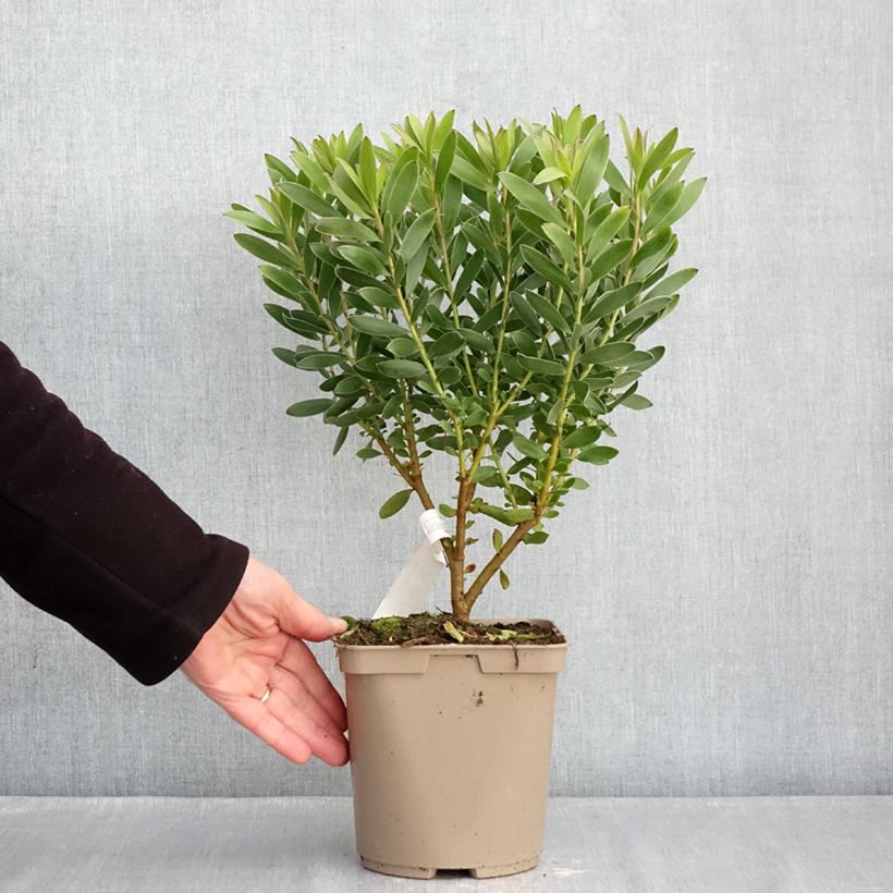 Leucadendron salignum x laureolum Safari Goldstrike - Conebush 3L/4L pot sample as delivered in winter