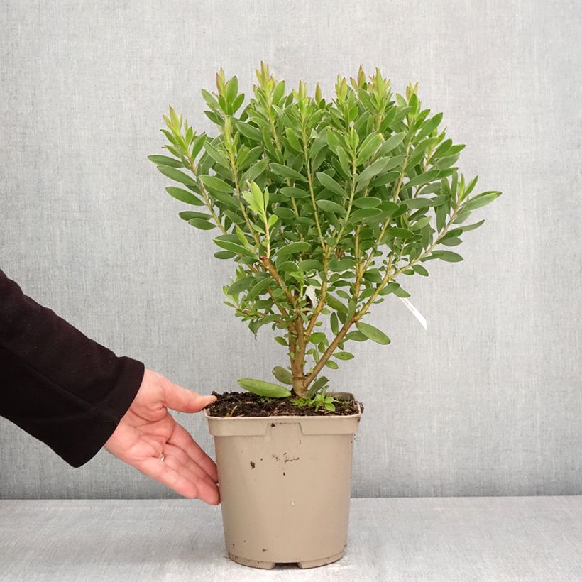 Leucadendron salignum x laureolum Safari Goldstrike - Conebush 3L/4L pot sample as delivered in spring