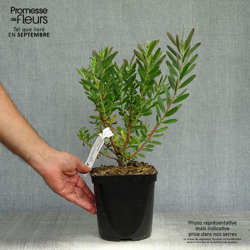 Leucadendron Safari Sunset - Conebush 3L/4L pot sample as delivered in autumn