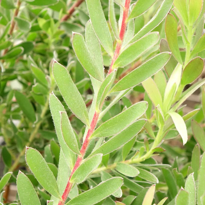 Leucadendron Safari Sunset - Conebush (Foliage)