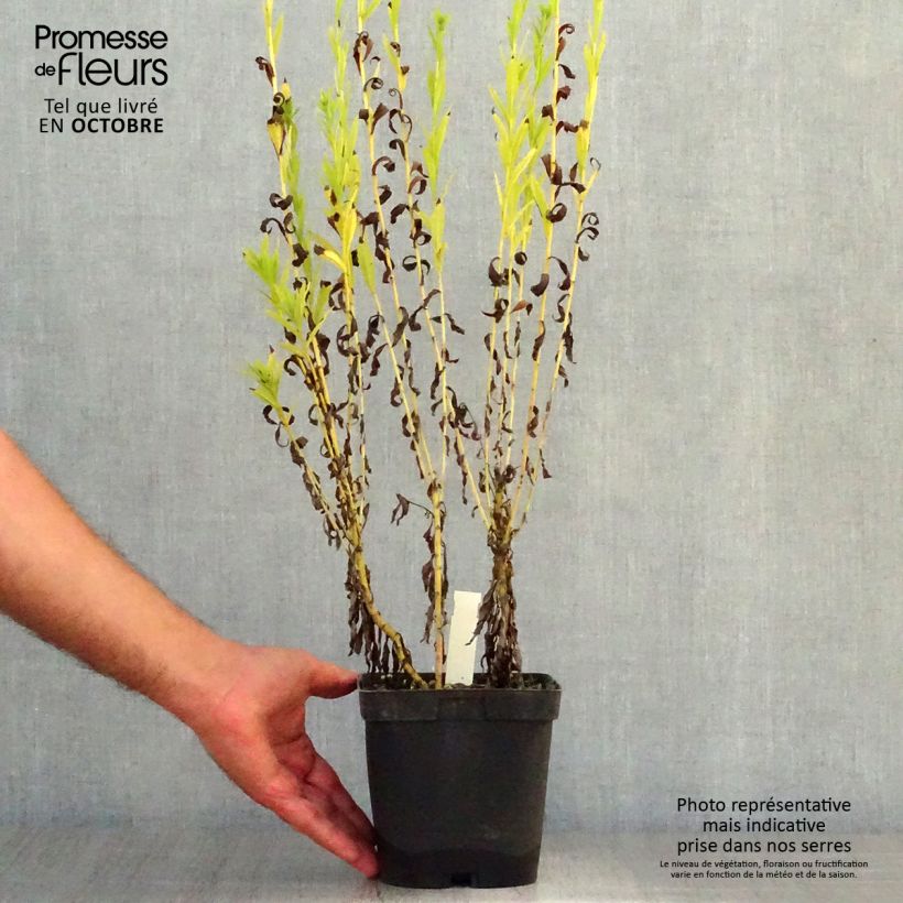 Leucanthemella serotina 2L/3L pot sample as delivered in autumn