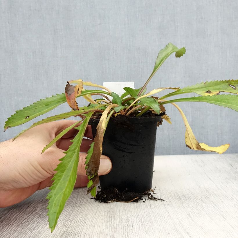 Leucanthemum Petite Princesse d'Argent - Shasta Daisy 7/8 cm pot sample as delivered in autumn