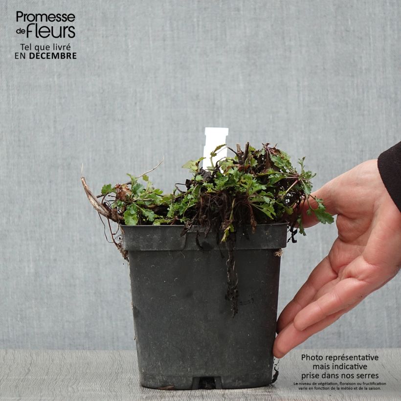 Leucanthemum superbum Snow Lady - Shasta Daisy 2L/3L pot sample as delivered in autumn