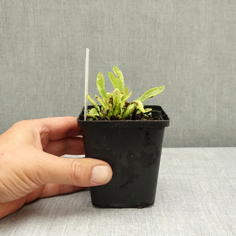 Leucanthemum superbum Snow Lady - Shasta Daisy 8/9 cm pot sample as delivered in summer