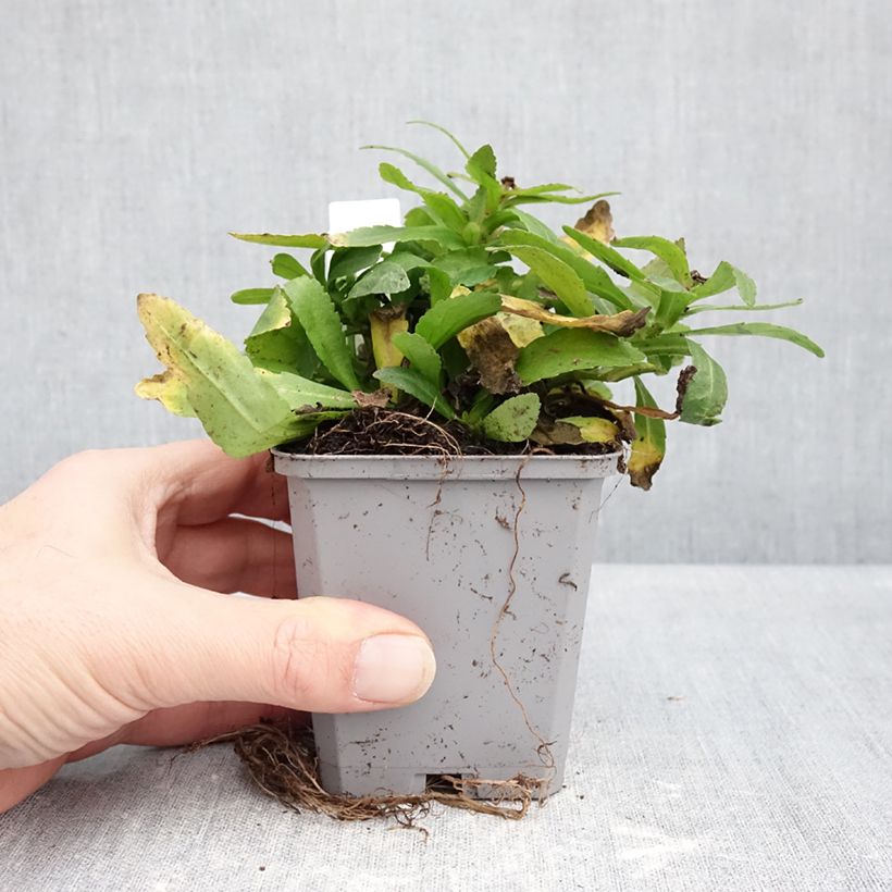 Leucanthemum superbum Snow Lady - Shasta Daisy 8/9 cm pot sample as delivered in winter