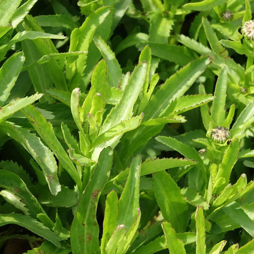 Leucanthemum superbum Snow Lady - Shasta Daisy (Foliage)
