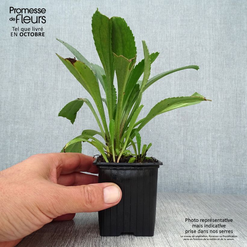 Leucanthemum superbum Becky - Shasta Daisy 8/9 cm pot sample as delivered in autumn