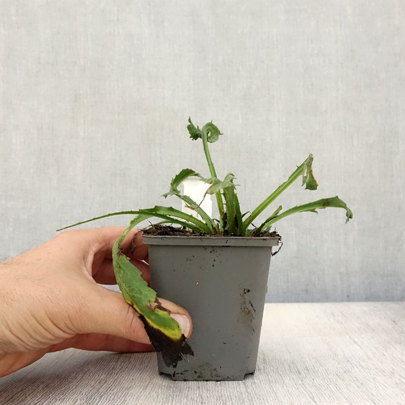 Leucanthemum superbum Goldfinch - Shasta Daisy 8/9 cm pot sample as delivered in autumn