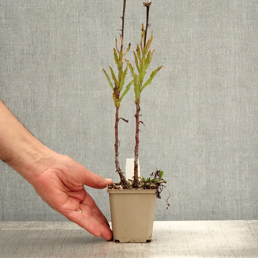 Leucanthemum superbum Real Glory - Shasta Daisy 8/9 cm pot sample as delivered in autumn