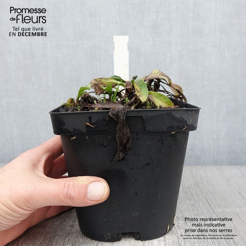 Leucanthemum superbum Wirral Supreme - Shasta Daisy 2L/3L pot sample as delivered in autumn
