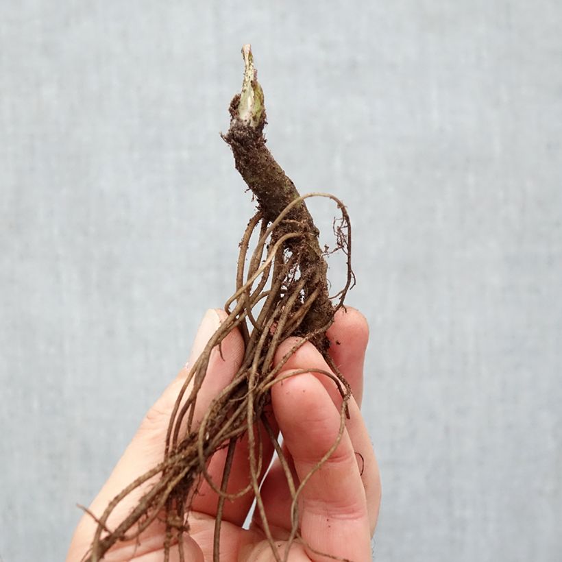 Leucanthemum superbum Wirral Supreme - Shasta Daisy Bare root sample as delivered in winter