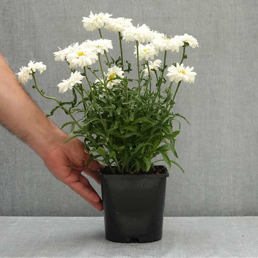 Leucanthemum superbum Victorian Secret - Shasta Daisy 2L/3L pot sample as delivered in summer