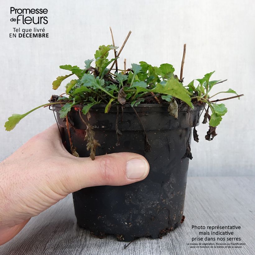 Leucanthemum vulgare Maikonigin 2L/3L pot sample as delivered in autumn