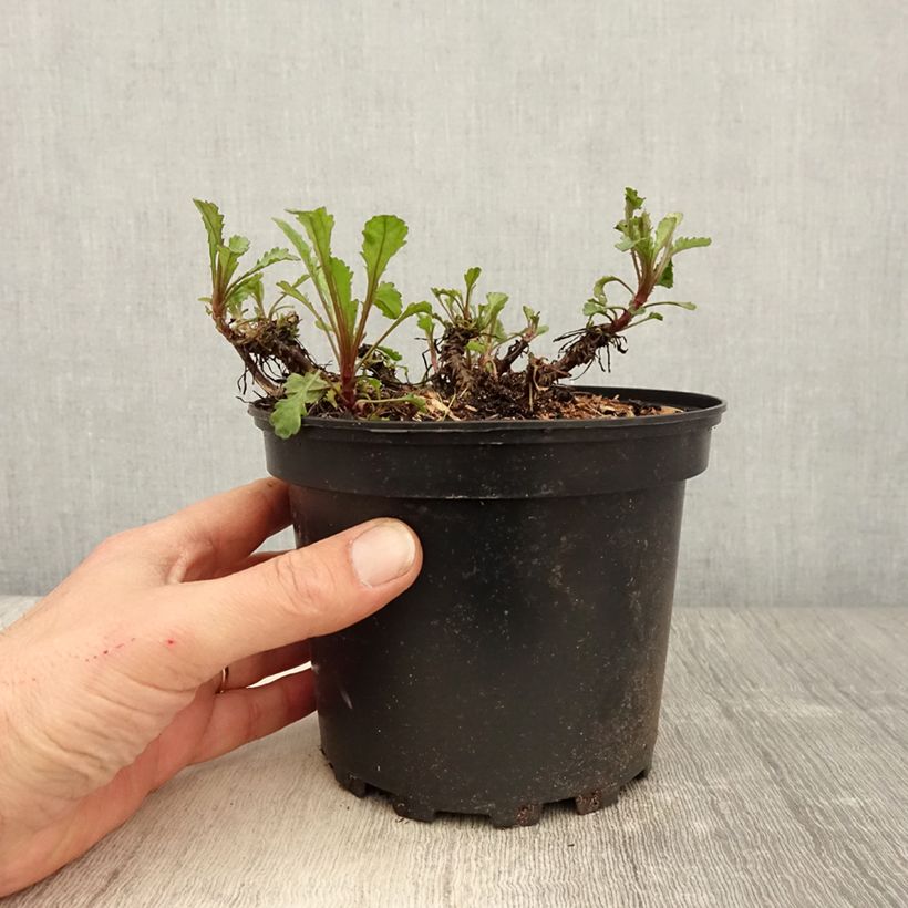 Leucanthemum vulgare Maikonigin 2L/3L pot sample as delivered in spring
