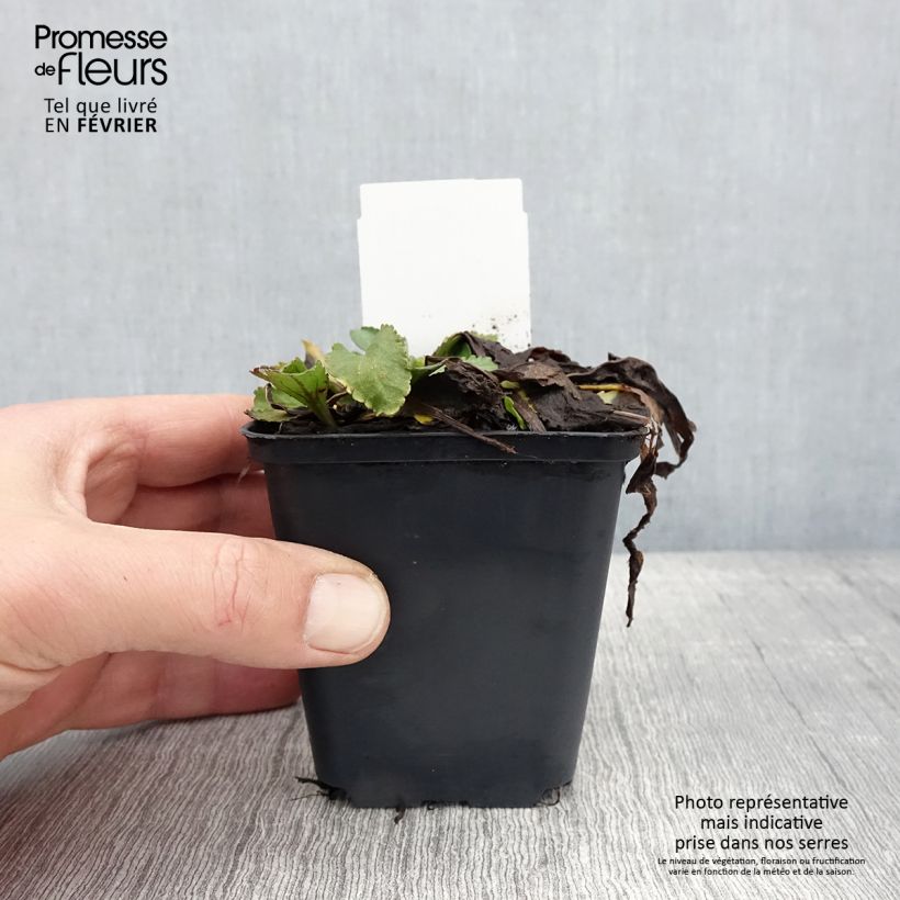 Leucanthemum superbum Brightside - Shasta Daisy 8/9 cm pot sample as delivered in winter